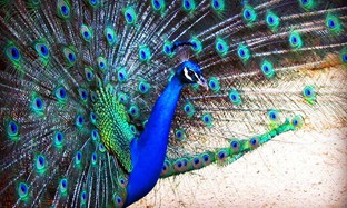 חי-כיף ראשון לציון