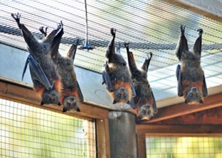 גן גורו פארק אוסטרלי